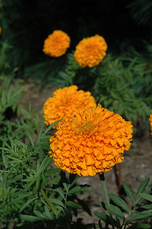 Narai Orange Marigold (Tagetes erecta 'Narai Orange') at Alsip Home and Nursery