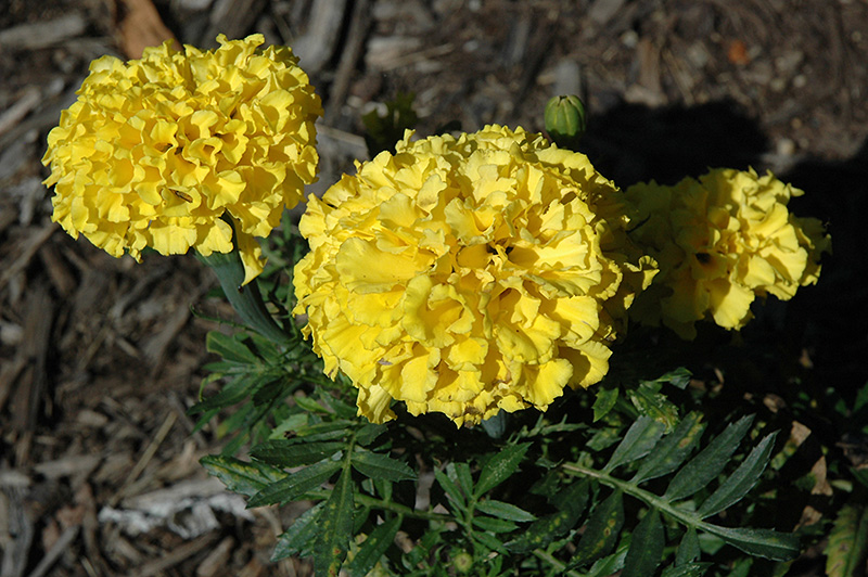 Christy Yellow Marigold (Tagetes erecta 'Christy Yellow') at Alsip Home and Nursery