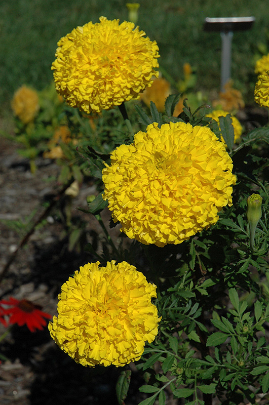Babuda Yellow Marigold (Tagetes erecta 'Babuda Yellow') at Alsip Home and Nursery