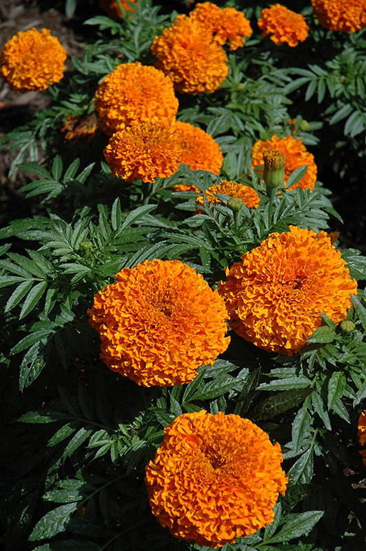 Moonsong Deep Orange Marigold (Tagetes erecta 'Moonsong Deep Orange') at Alsip Home and Nursery