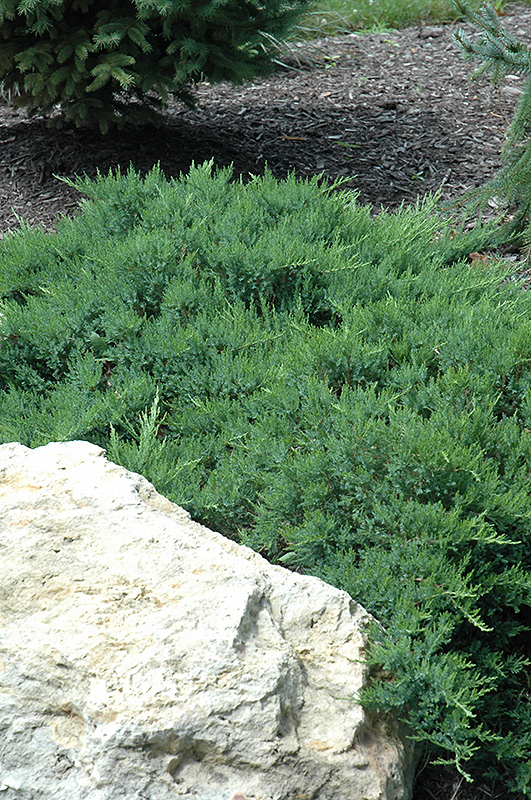 Broadmoor Juniper (Juniperus sabina 'Broadmoor') at Alsip Home and Nursery