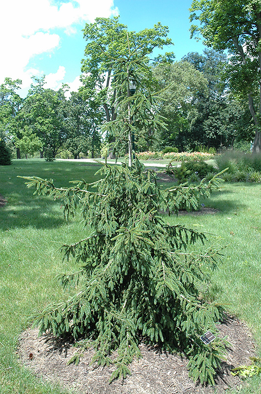 Gold Tipped Oriental Spruce (Picea orientalis 'Aureospicata') at Alsip Home and Nursery