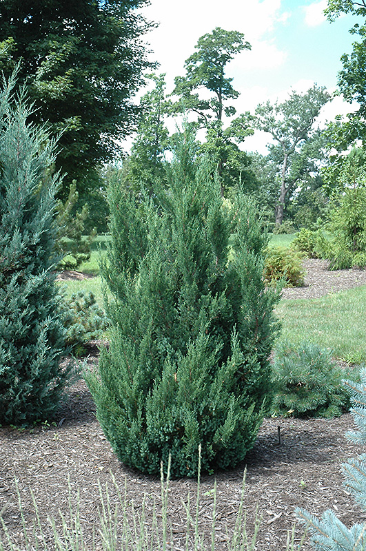 Blue Point Juniper (Juniperus chinensis 'Blue Point') at Alsip Home and Nursery