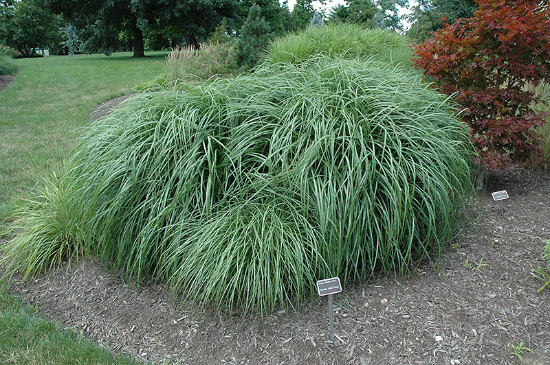 Adagio Maiden Grass (Miscanthus sinensis 'Adagio') at Alsip Home and Nursery