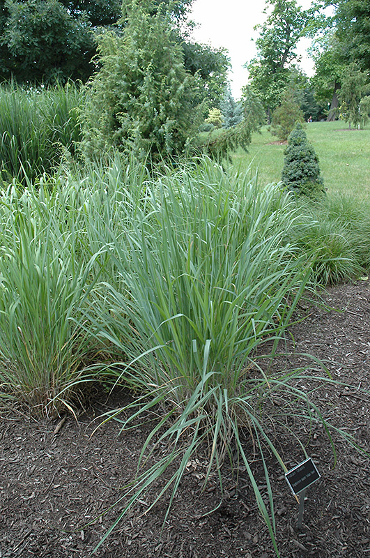 Indian Steel Indian Grass (Sorghastrum nutans 'Indian Steel') at Alsip Home and Nursery