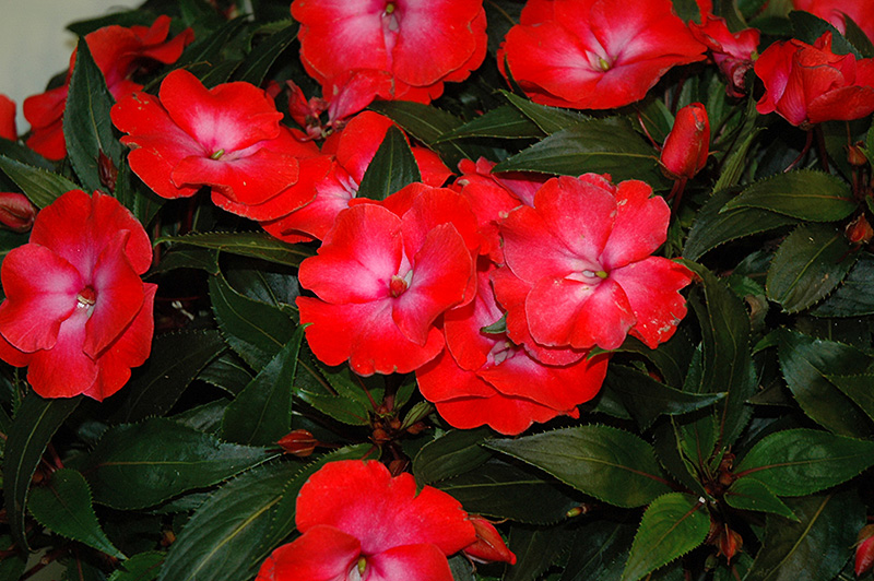 Infinity Electric Coral New Guinea Impatiens (Impatiens hawkeri 'Infinity Electric Coral') at Alsip Home and Nursery