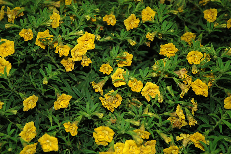 MiniFamous Double Yellow Calibrachoa (Calibrachoa 'MiniFamous Double Yellow') at Alsip Home and Nursery