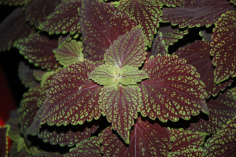 Abbey Road Coleus (Solenostemon scutellarioides 'Abbey Road') at Alsip Home and Nursery
