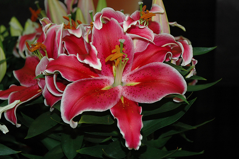 After Eight Lily (Lilium 'After Eight') at Alsip Home and Nursery
