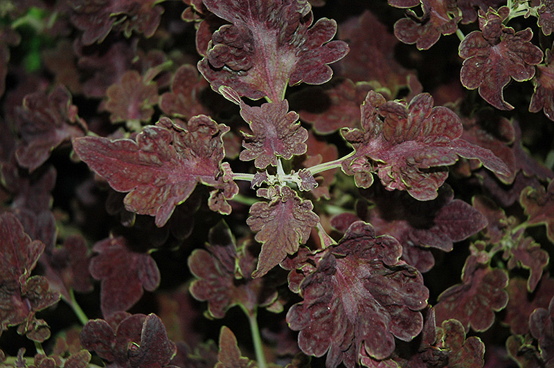 Stained Glassworks Tempest Coleus (Solenostemon scutellarioides 'Tempest') at Alsip Home and Nursery