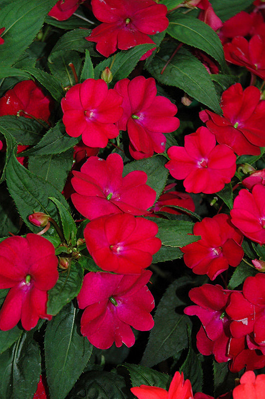 SunPatiens Compact Royal Magenta New Guinea Impatiens (Impatiens 'SunPatiens Compact Royal Magenta') at Alsip Home and Nursery