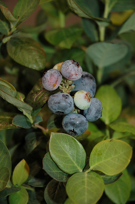 Peach Sorbet Blueberry (Vaccinium 'ZF06-043') at Alsip Home and Nursery