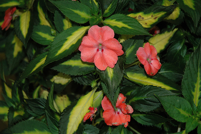 SunPatiens Spreading Variegated Salmon New Guinea Impatiens (Impatiens 'SunPatiens Spreading Variegated Salmon') at Alsip Home and Nursery