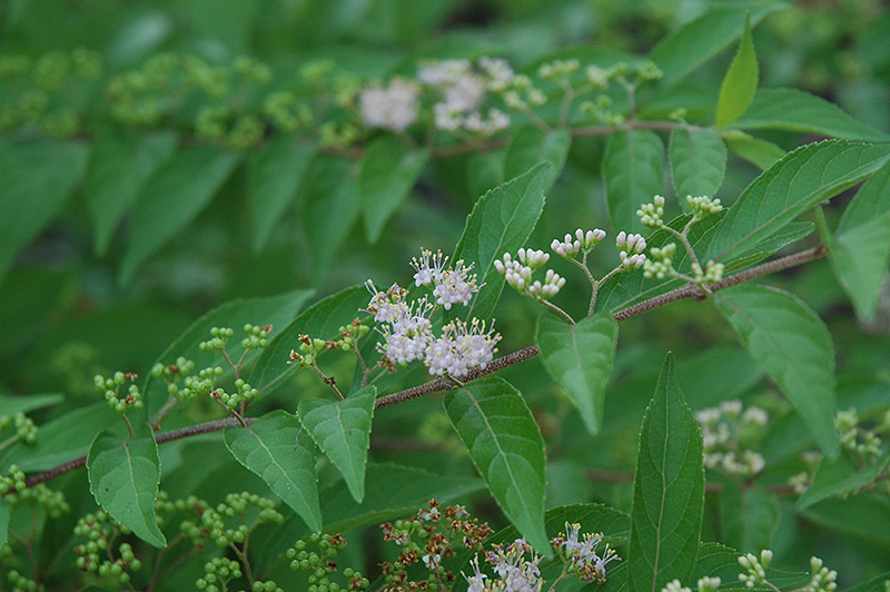 Issai Beautyberry (Callicarpa dichotoma 'Issai') at Alsip Home and Nursery