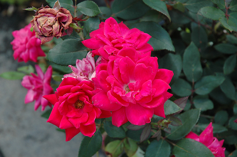 Knock Out Double Red Rose (Rosa 'Radtko') at Alsip Home and Nursery