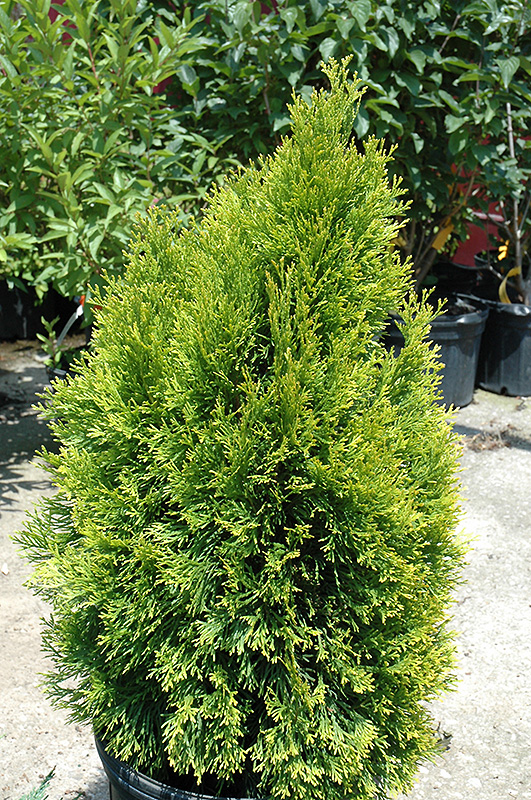 Highlights Arborvitae (Thuja occidentalis 'Janed Gold') at Alsip Home and Nursery