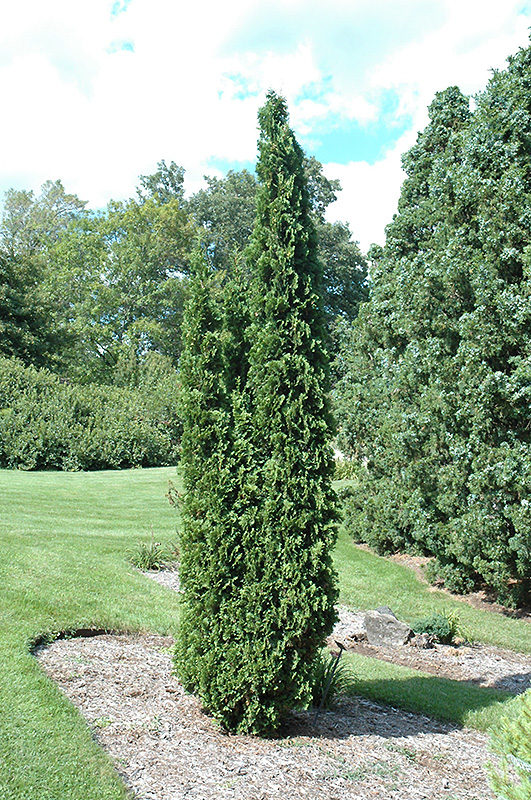 Degroot's Spire Arborvitae (Thuja occidentalis 'Degroot's Spire') at Alsip Home and Nursery