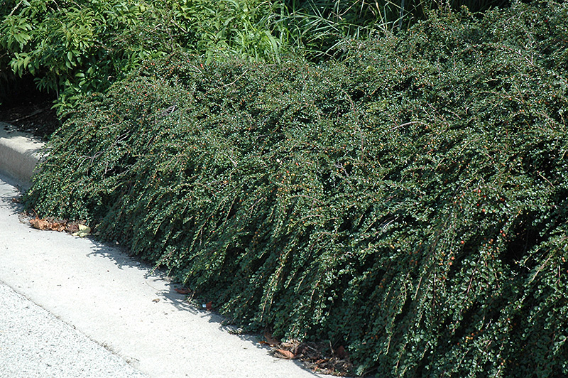 Tom Thumb Cotoneaster (Cotoneaster apiculatus 'Tom Thumb') at Alsip Home and Nursery