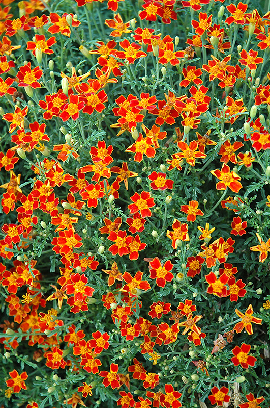 Red Gem Marigold (Tagetes tenuifolia 'Red Gem') at Alsip Home and Nursery