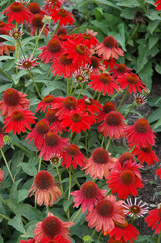 Sombrero Salsa Red Coneflower (Echinacea 'Balsomsed') at Alsip Home and Nursery