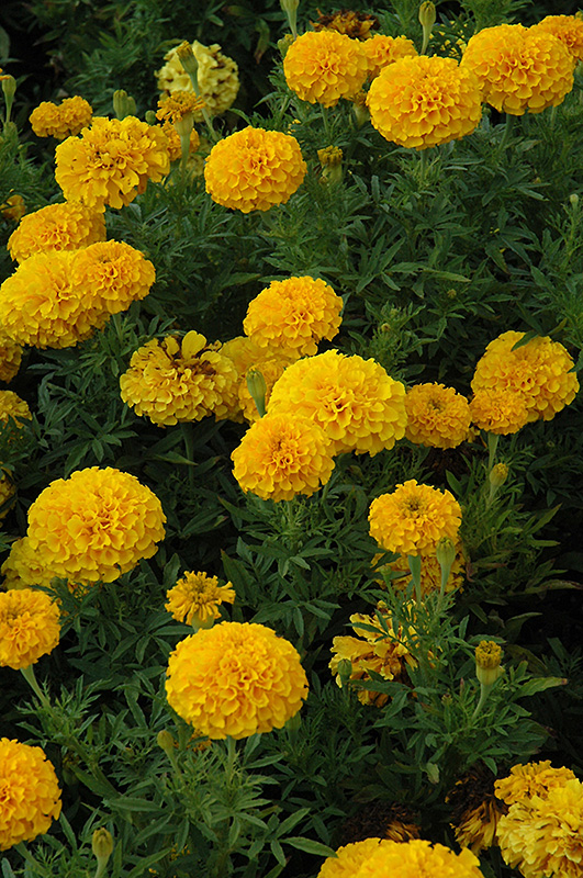 Lady Gold Marigold (Tagetes erecta 'Lady Gold') at Alsip Home and Nursery