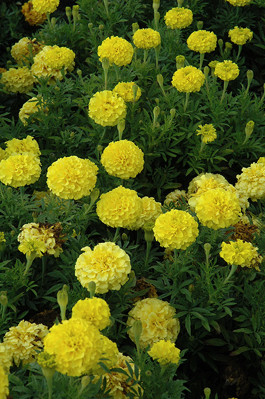 Lady First Marigold (Tagetes erecta 'Lady First') at Alsip Home and Nursery
