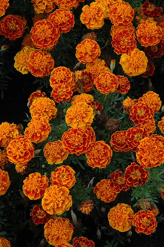 Cresta Flame Marigold (Tagetes patula 'Cresta Flame') at Alsip Home and Nursery