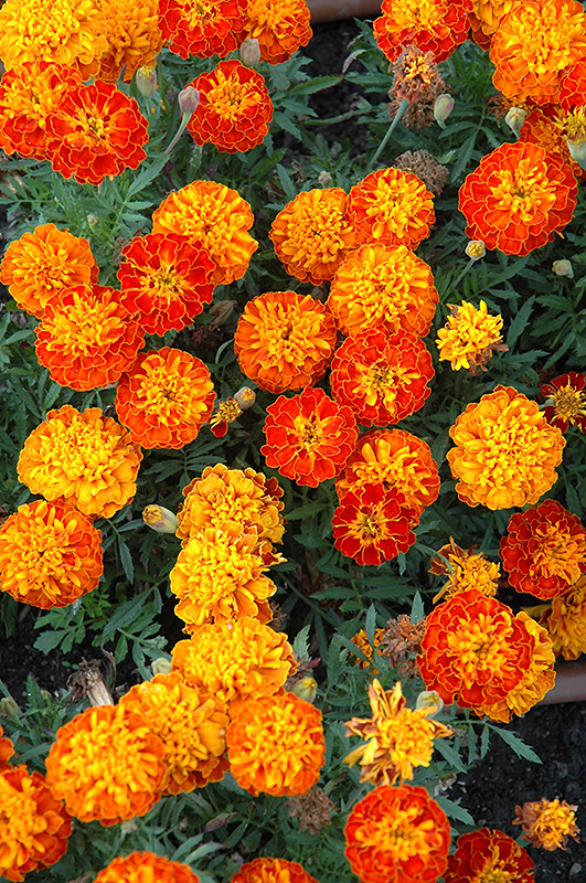 Cresta Harmony Marigold (Tagetes patula 'Cresta Harmony') at Alsip Home and Nursery