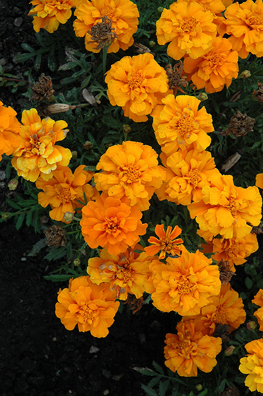 Cresta Orange Marigold (Tagetes patula 'Cresta Orange') at Alsip Home and Nursery