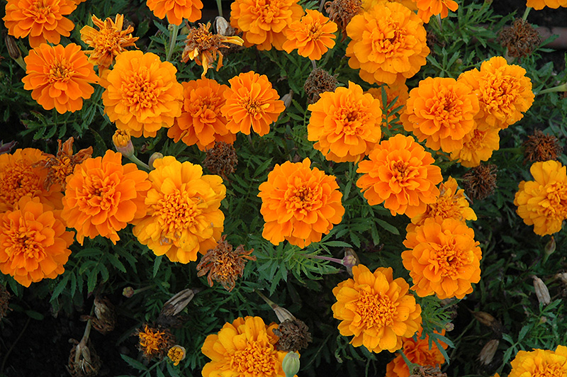 Cresta Deep Orange Marigold (Tagetes patula 'Cresta Deep Orange') at Alsip Home and Nursery