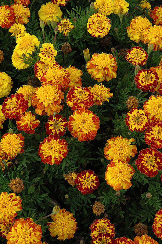 Cresta Spry Marigold (Tagetes patula 'Cresta Spry') at Alsip Home and Nursery