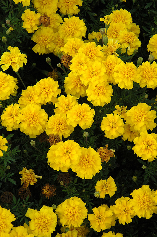Cresta Yellow Marigold (Tagetes patula 'Cresta Yellow') at Alsip Home and Nursery