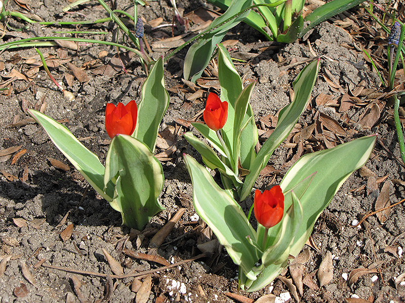 Unicum Tulip (Tulipa praestans 'Unicum') at Alsip Home and Nursery