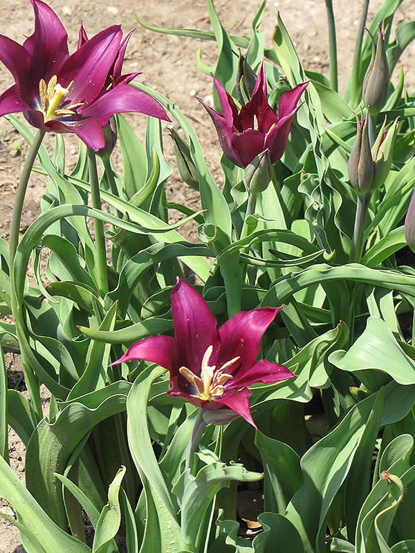 Purple Dream Tulip (Tulipa 'Purple Dream') at Alsip Home and Nursery