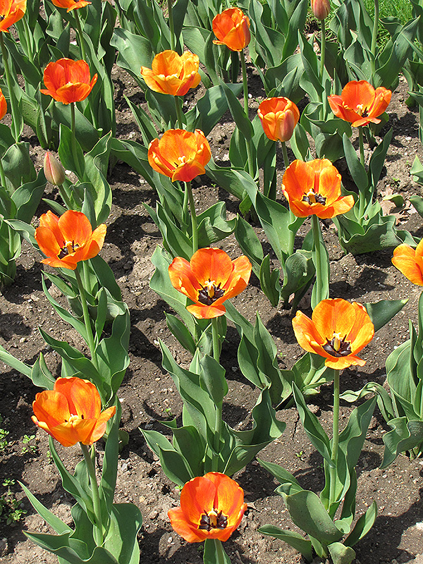 Blushing Apeldoorn Tulip (Tulipa 'Blushing Apeldoorn') at Alsip Home and Nursery