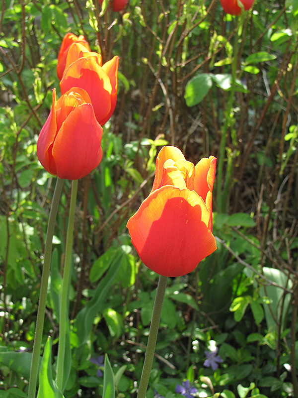 Orange Toronto Tulip (Tulipa greggii 'Orange Toronto') at Alsip Home and Nursery