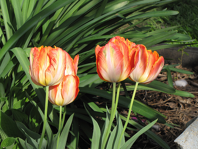 Apricot Parrot Tulip (Tulipa 'Apricot Parrot') at Alsip Home and Nursery