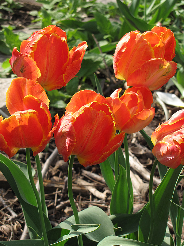 Orange Favorite Tulip (Tulipa 'Orange Favorite') at Alsip Home and Nursery