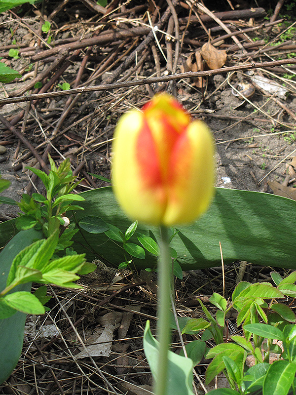 Orange Queen Tulip (Tulipa 'Orange Queen') at Alsip Home and Nursery