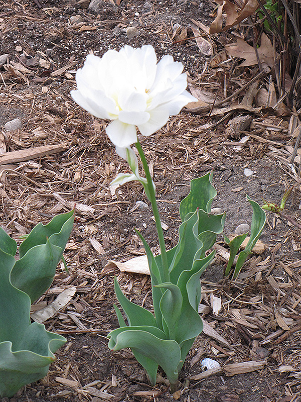 Mondial Tulip (Tulipa 'Mondial') at Alsip Home and Nursery