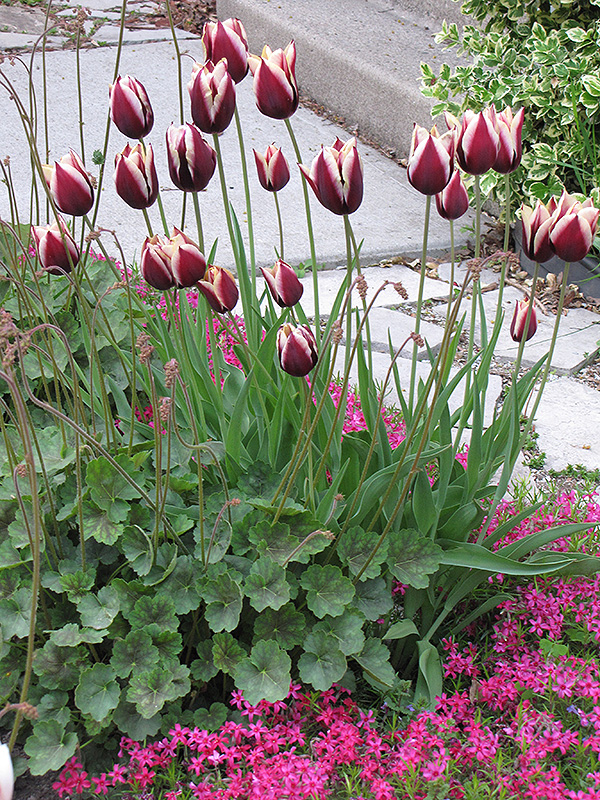 Leen Van der Mark Tulip (Tulipa 'Leen Van der Mark') at Alsip Home and Nursery