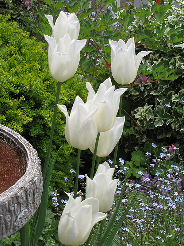 Elegance Tulip (Tulipa 'Elegance') at Alsip Home and Nursery