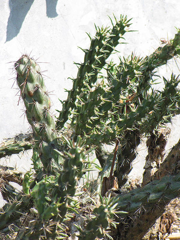 Santa Fe Cholla Cactus (Opuntia viridiflora) at Alsip Home and Nursery