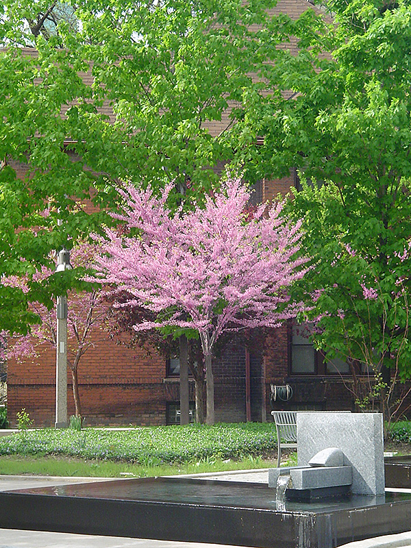 Eastern Redbud (tree form) (Cercis canadensis '(tree form)') at Alsip Home and Nursery