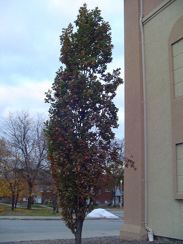 Pyramidal English Oak (Quercus robur 'Fastigiata') at Alsip Home and Nursery
