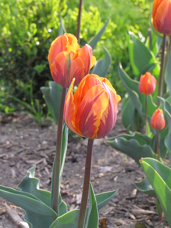 Irene Tulip (Tulipa 'Irene') at Alsip Home and Nursery