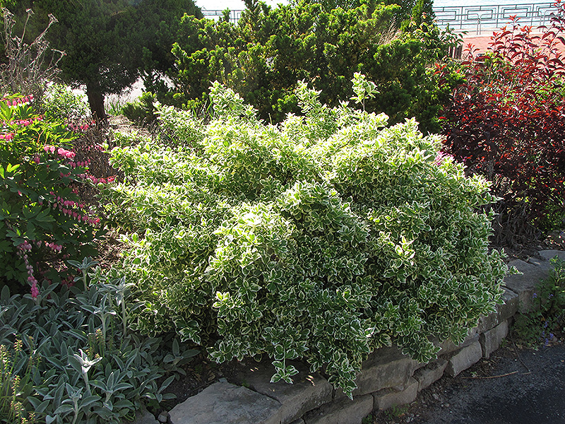 Emerald Gaiety Wintercreeper (Euonymus fortunei 'Emerald Gaiety') at Alsip Home and Nursery