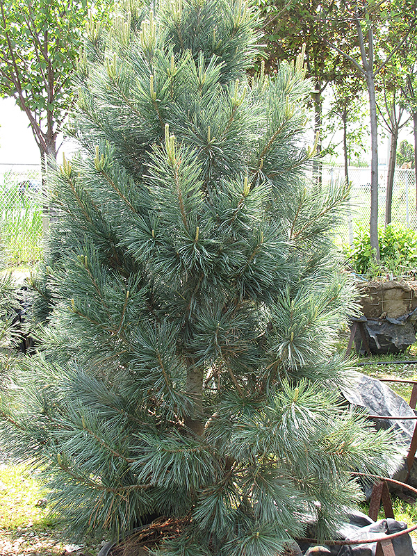 Vanderwolf's Pyramid Pine (Pinus flexilis 'Vanderwolf's Pyramid') at Alsip Home and Nursery