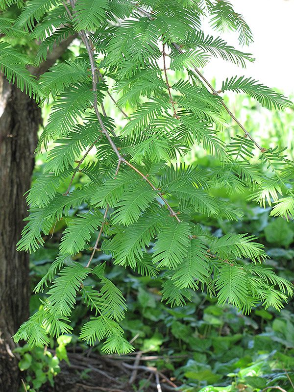 Dawn Redwood (Metasequoia glyptostroboides) at Alsip Home and Nursery