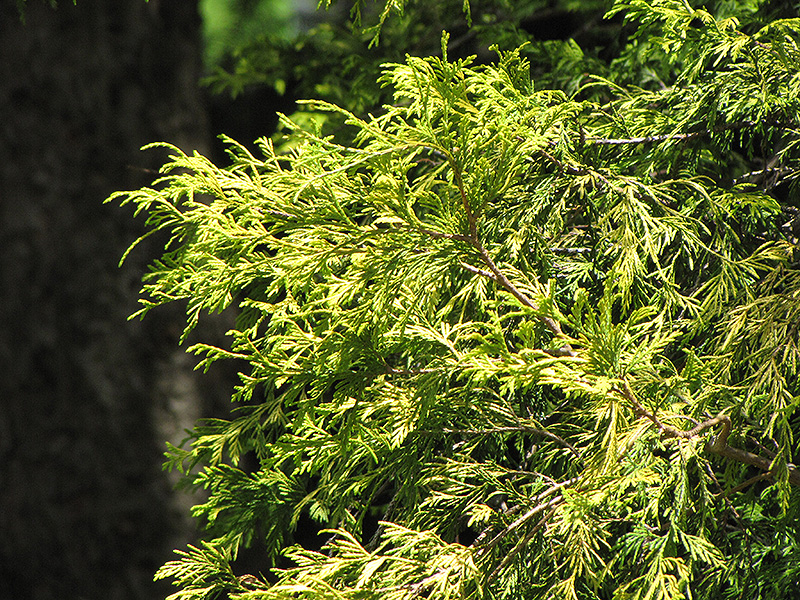 Golden Threadleaf Falsecypress (Chamaecyparis pisifera 'Filifera Aurea') at Alsip Home and Nursery